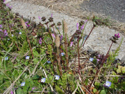 c0000718_16431187.jpg