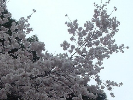 f0037434_3135740.jpg