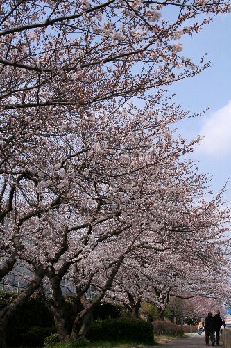 柏尾川の桜_d0029744_1752573.jpg