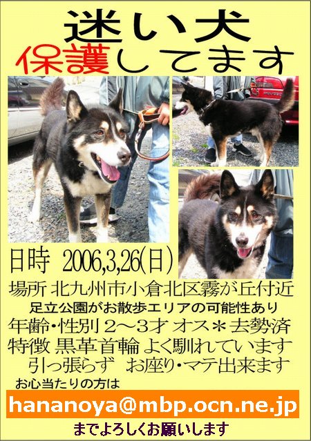 小倉北区で迷い犬保護しています!_b0059154_2010091.jpg