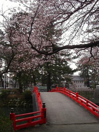 ３月２４日(夕方）小田原城の桜_f0056261_23584382.jpg