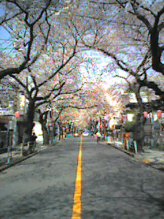 桜_f0004076_13151793.jpg