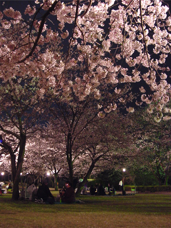 夜 桜 - 吉野公園 -_e0049286_2136431.jpg