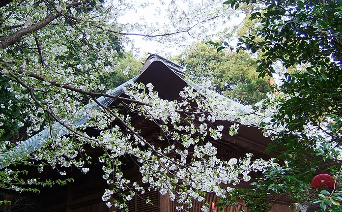 神武寺の桜_f0068788_192967.jpg