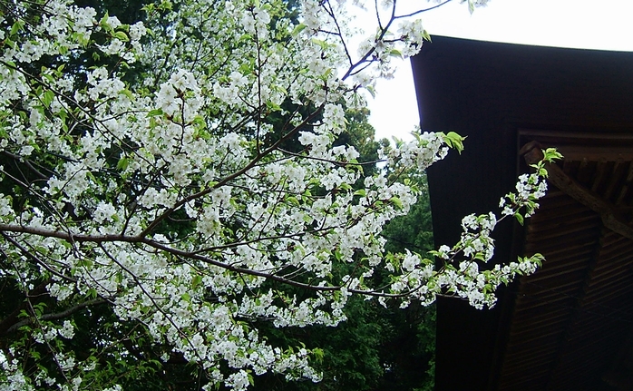 神武寺の桜_f0068788_1942674.jpg