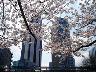 東京は桜満開！！_e0015690_2242859.jpg