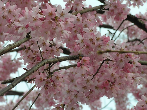 花より団子か、団子より花か_b0067012_134326100.jpg