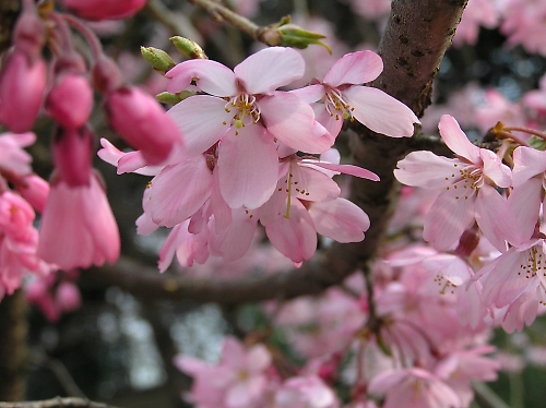 花より団子か、団子より花か_b0067012_13451794.jpg