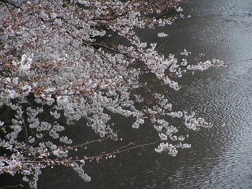 花より団子か、団子より花か_b0067012_13462113.jpg