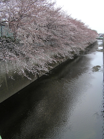 花より団子か、団子より花か_b0067012_13463751.jpg