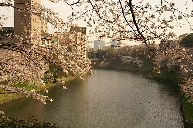 桜は続よどこまでも～_f0014815_21201982.jpg