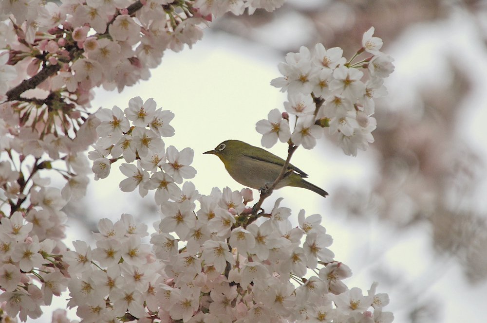 桜メジロを通勤撮り　２００６年０３月２８日_c0018118_21252046.jpg