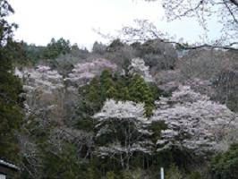 清沢の山桜_f0060423_1821541.jpg