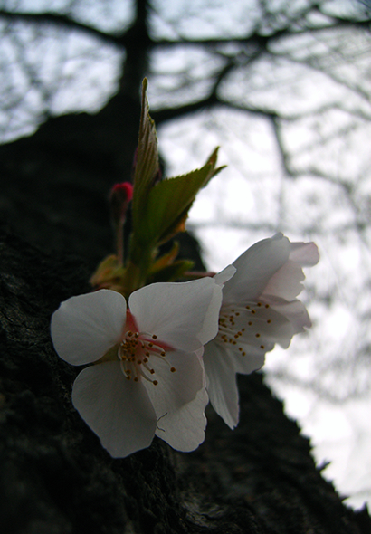 Hasty cherry blossoms_b0063234_2302086.jpg