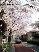 ＊おやすみ＊　　2006,3,28_a0030038_21402550.jpg