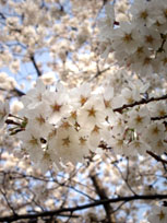 ＊おやすみ＊　　2006,3,28_a0030038_21405960.jpg