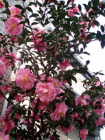 ＊おやすみ＊　　2006,3,28_a0030038_21411991.jpg