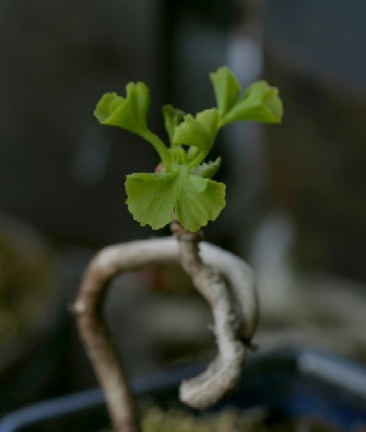 若緑 イチョウとモミジ幼樹 Botanic Journal 植物誌