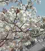 私の住む街の桜の花は、ほぼ満開になりましたよ♪_f0099147_0221552.jpg