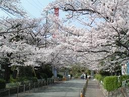 神戸･阪神お花見情報（３）神戸の穴場：神戸市水の科学博物館_b0063958_20493973.jpg