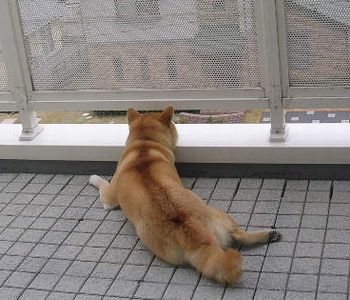 2006年3月28日平和な日_f0060461_20343986.jpg