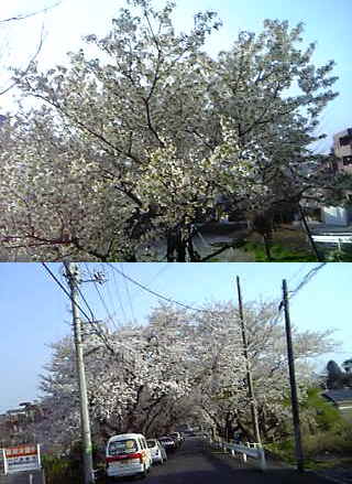 d0005269_23392134.jpg