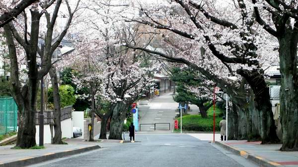 つくし野桜並木_e0086880_9584733.jpg