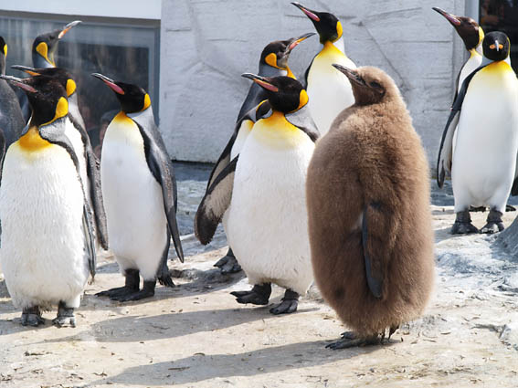 キングペンギンのヒナ 90 Papillon 蝶の写真を撮っています