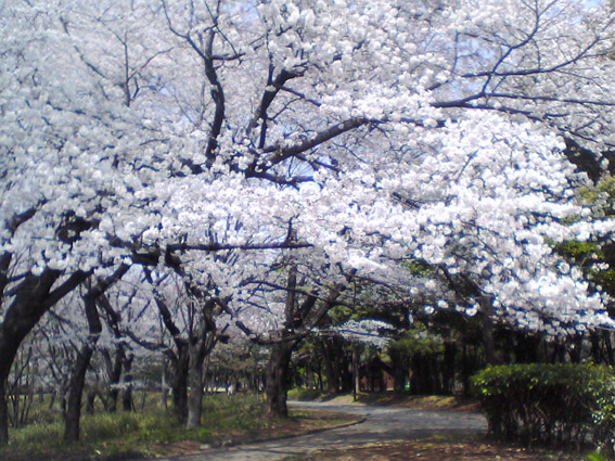 桜を見る_f0098704_365069.jpg