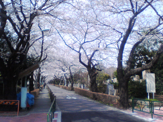 桜を見る_f0098704_372855.jpg