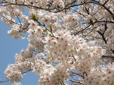 桜・桜・桜_b0049307_204335100.jpg