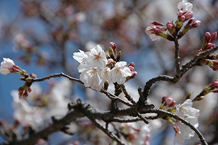 県立 福岡農業高等学校_a0042310_22234731.jpg