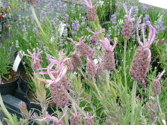 e0046112_60716.jpg