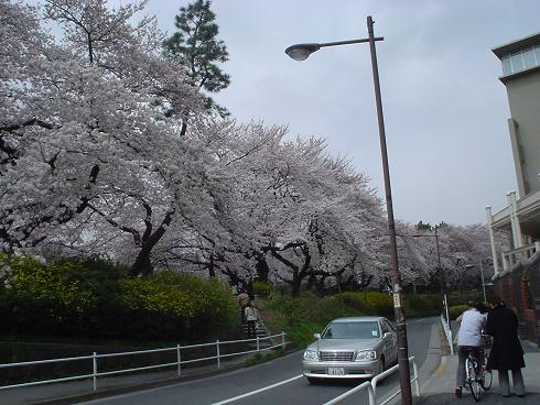 さくらが満開　Cherry blossoms_e0059513_21234174.jpg