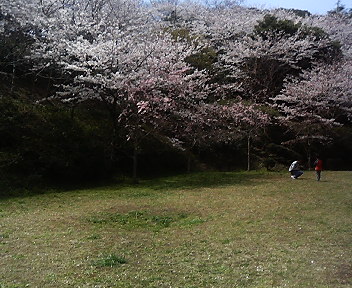 本日の桜　桜山中央公園の巻_d0065116_17004.jpg