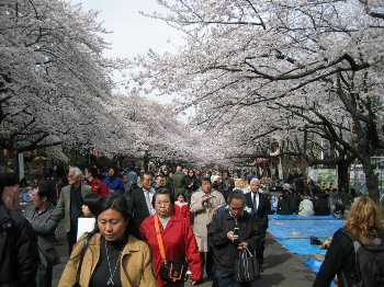 上野へお花見～！_d0010319_20574392.jpg