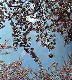 c0038722_051892.jpg
