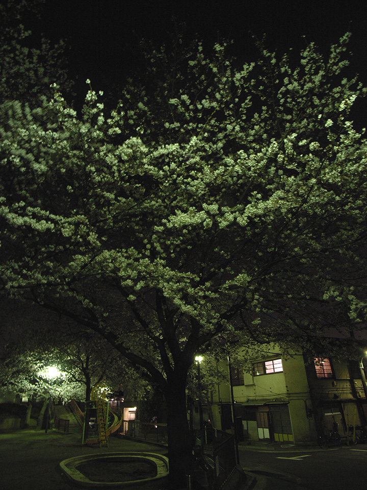 夜桜_e0002323_23385223.jpg