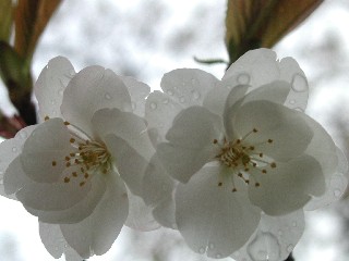f0035927_10551495.jpg