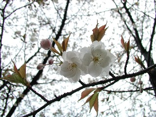 f0035927_1055294.jpg