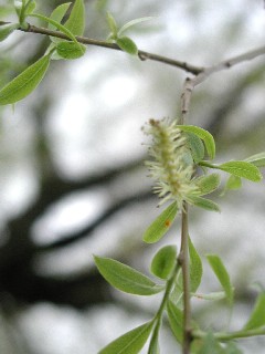 f0035927_10553337.jpg