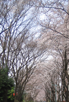 f0038336_8334279.jpg