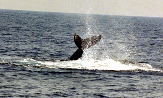 e0044139_23473929.jpg