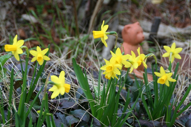 Yellow flowers_e0039744_14344655.jpg