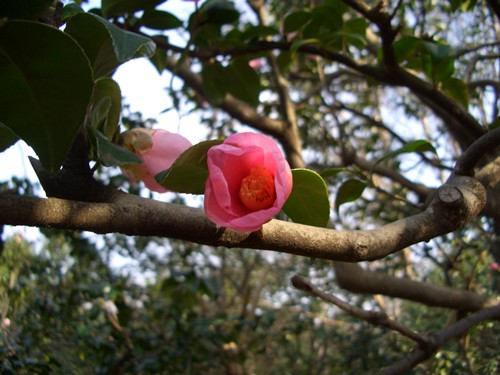 神代植物公園3月28日_e0029945_1550698.jpg