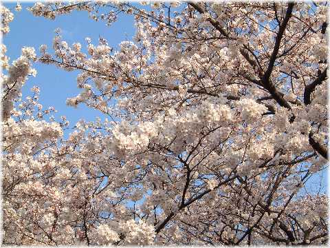 上野の桜、きれいでした_e0065562_1411813.jpg