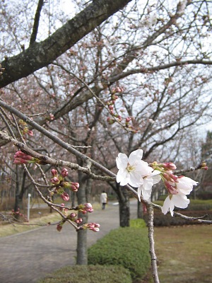 桜並木の遊歩道・・・「いいちこ 日田蒸留所」_c0001578_20565390.jpg