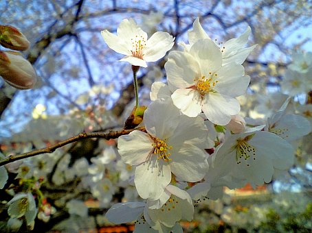 番外編：東京の桜 2006-01_c0025895_205663.jpg