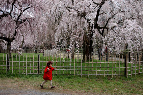 桜 Ⅰ_a0046000_14575783.jpg