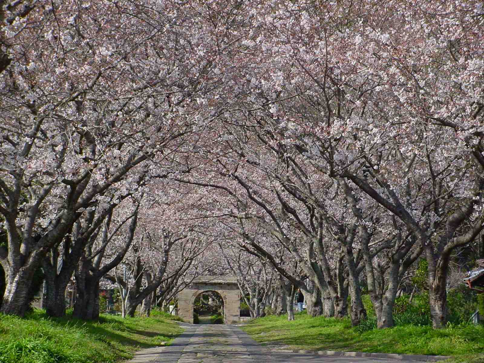 武雄の桜　その１_f0040201_0294896.jpg